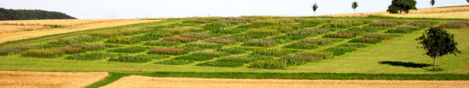 Versuchsparzellen auf Feld ©DLR